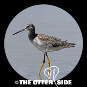Greater Yellowlegs
