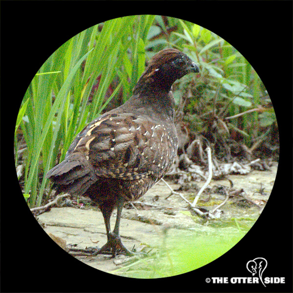 Wood Quail